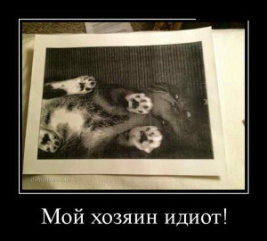 funnyDhfR08