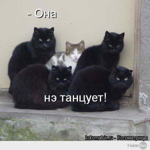 funnycqNycU